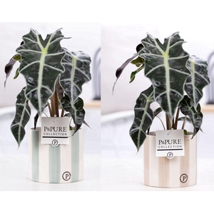 Alocasia Polly in P&PURE Eline ceramics ass. 3