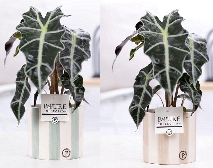 <h4>Alocasia Polly in P&PURE Eline ceramics ass. 3</h4>