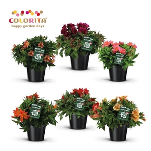 Alstroemeria Pr Lilies Gemen