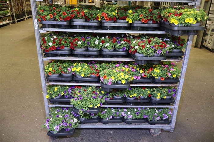 <h4>Calib C Trio Mixk 1 Klr Per Tray</h4>