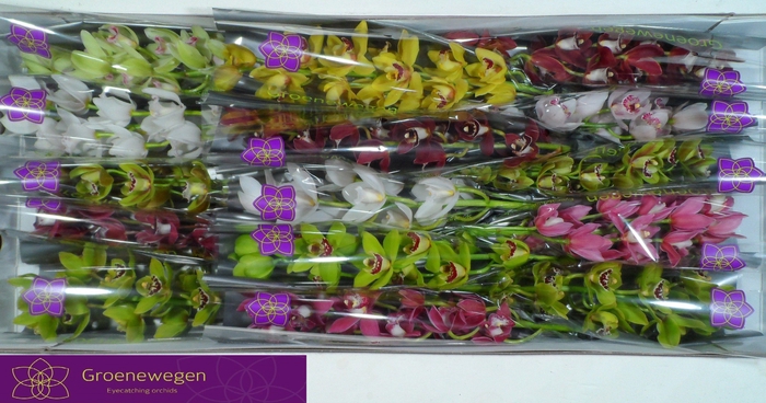 <h4>CYMB MI GEM</h4>