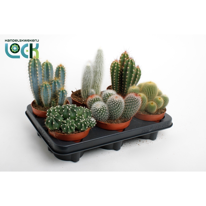 <h4>CACTUS GEM 3 SRT</h4>