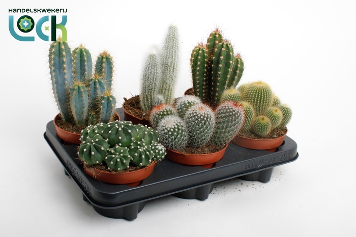 CACTUS GEM 3 SRT