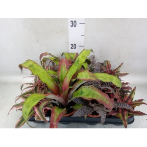 Cryptanthus   ...mix