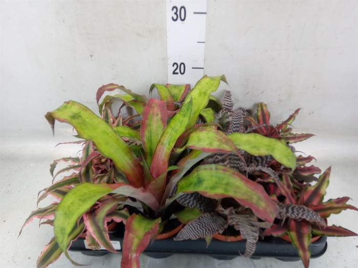 <h4>Cryptanthus   ...mix</h4>