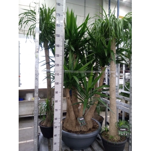 Yucca elephantipes   ...