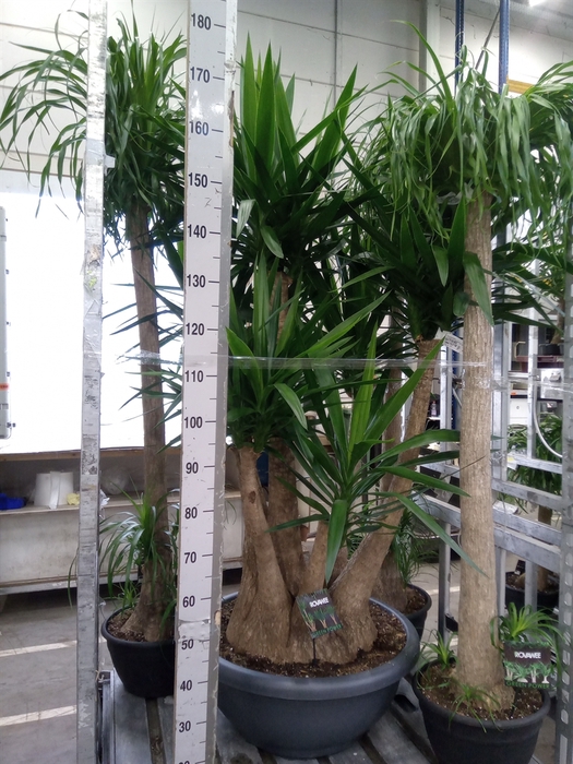 <h4>Yucca elephantipes   ...</h4>