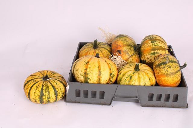 <h4>CUCURBITA</h4>