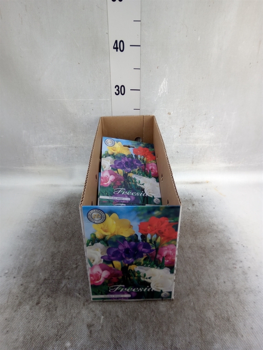 <h4>Flowerbulbs, corns or tubers   ...</h4>