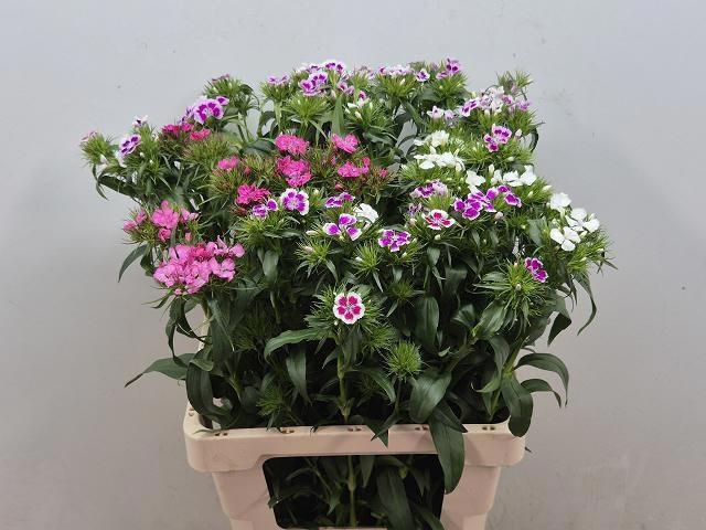 <h4>DI BARB GEM</h4>