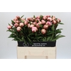 Paeonia Sarah Bernhardt