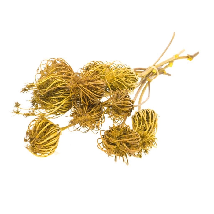 <h4>Ammi Majus Yellow</h4>