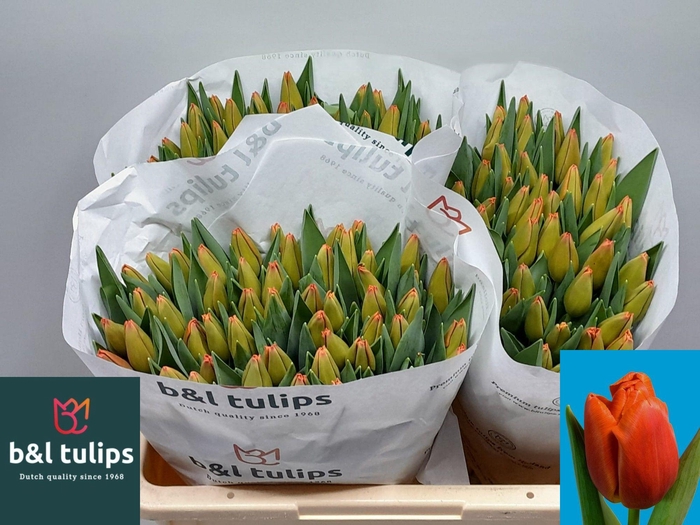 <h4>TU EN PALAZZO</h4>