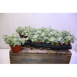 arr8 Helich Petiolare