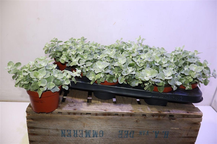 arr8 Helich Petiolare