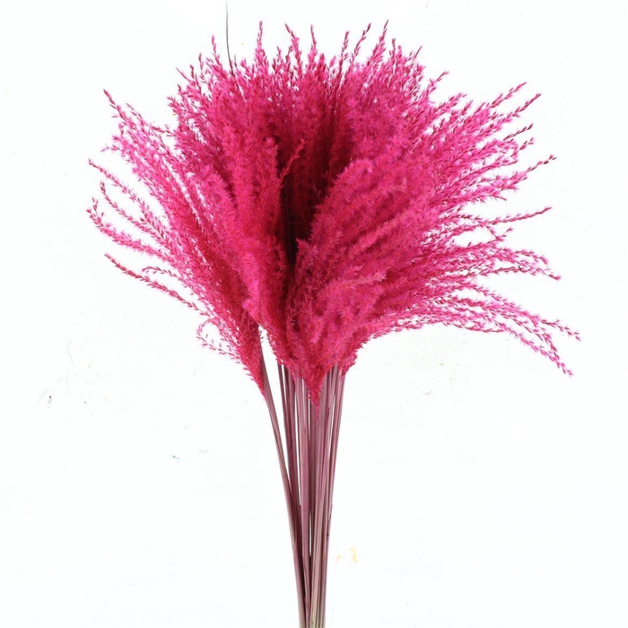 <h4>Dried Stipa Feather Cerise</h4>