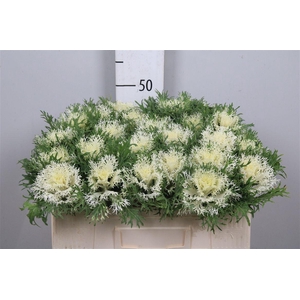 Brass Crane Fea Snow