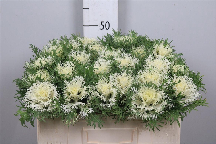 <h4>Brass Crane Fea Snow</h4>