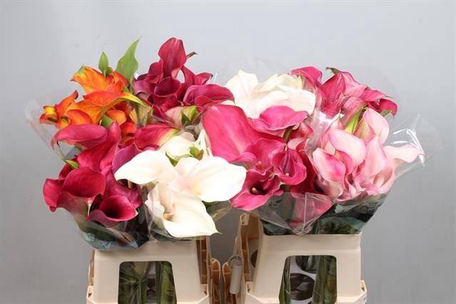 <h4>Calla gemengd in fust</h4>