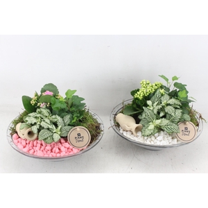 arr2 PL - Glas schaal 23cm - roze/wit