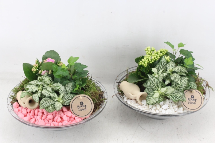 <h4>arr2 PL - Glas schaal 23cm - roze/wit</h4>