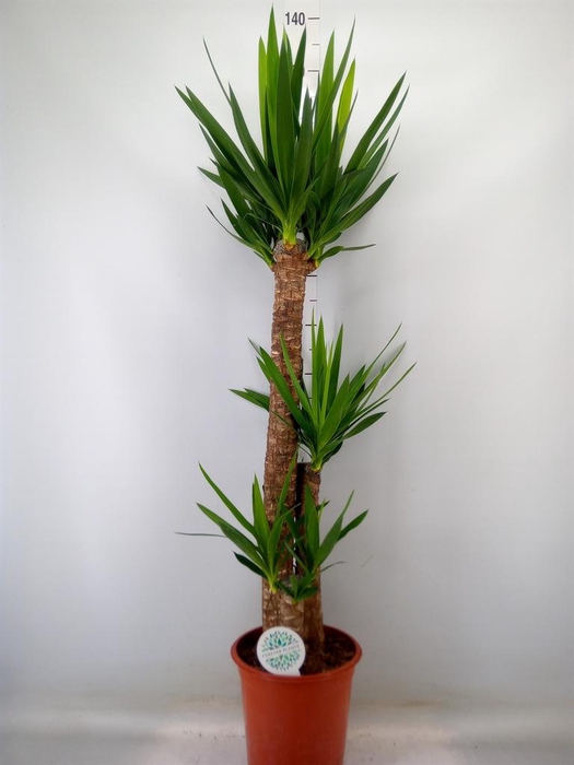 <h4>Yucca   ...</h4>