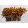 Kangaroo Paw Gold Fever