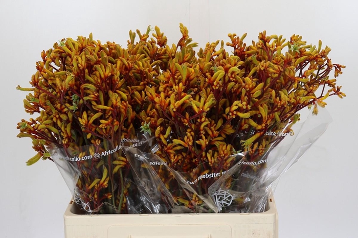 <h4>Anigozanthos Gold Fever</h4>