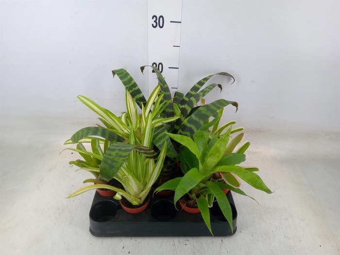 <h4>Bromelia   ...mix</h4>
