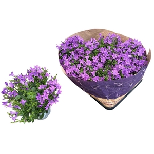 Campanula portenschlagiana Blueone
