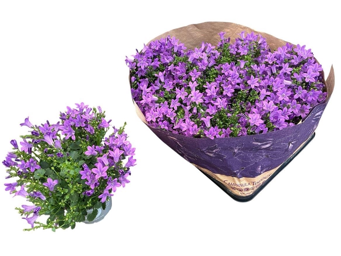 <h4>Campanula portenschlagiana Blueone</h4>