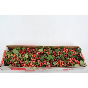 MALUS TAK 45CM