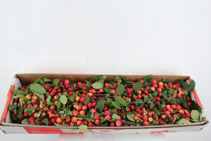 <h4>MALUS TAK 45CM</h4>