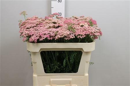 <h4>Achillea millef. 'Pink Floyd'</h4>