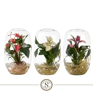 Aqua Roots Atlantis Mix