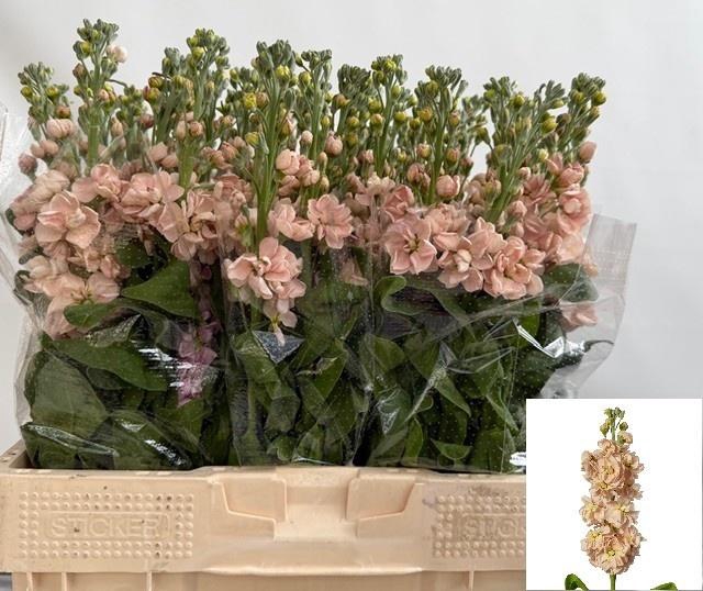 <h4>MATTH MILLA SALMON</h4>