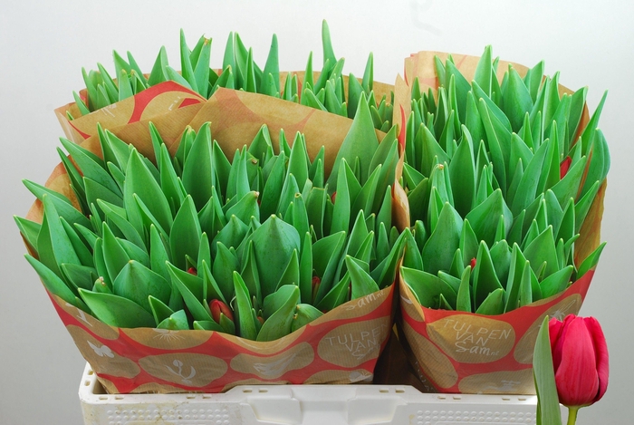 <h4>TU EN RED STONE</h4>