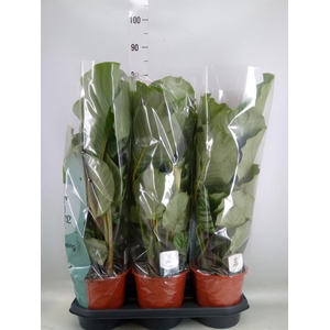 Calathea orbifolia