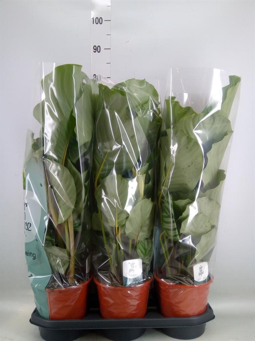 <h4>Calathea orbifolia</h4>