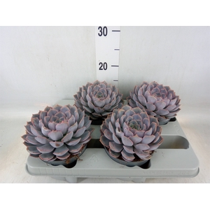 Echeveria  'Orion'