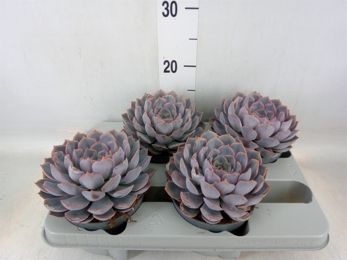 <h4>Echeveria  'Orion'</h4>