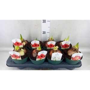 Hippeastrum   ...mix 4