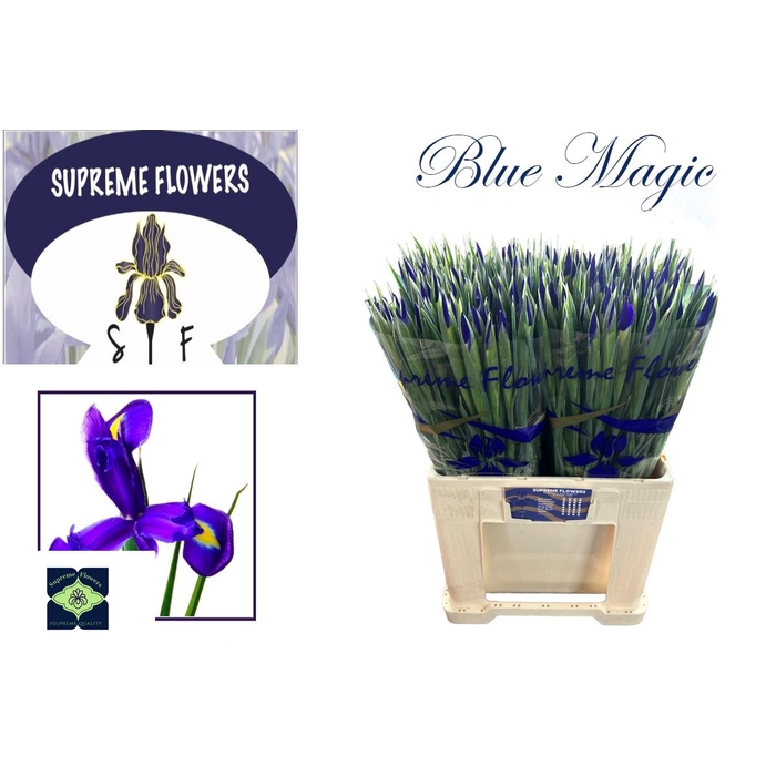 <h4>IRIS BLUE MAGIC</h4>