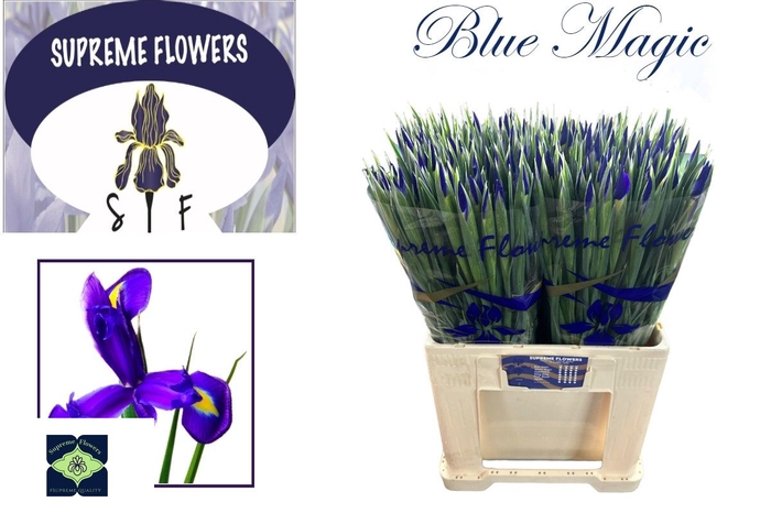 IRIS BLUE MAGIC