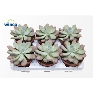 Graptoveria Opalina