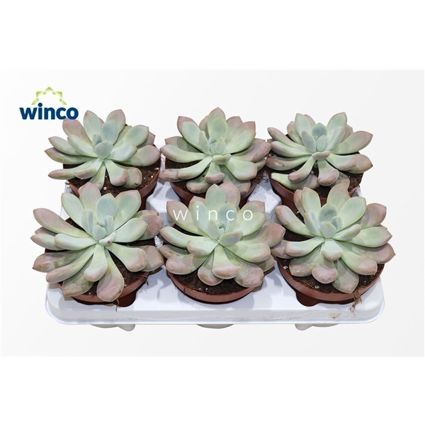 <h4>Graptoveria Opalina</h4>