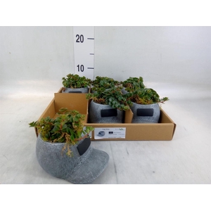 Arr.   Kamerplant Groen L%