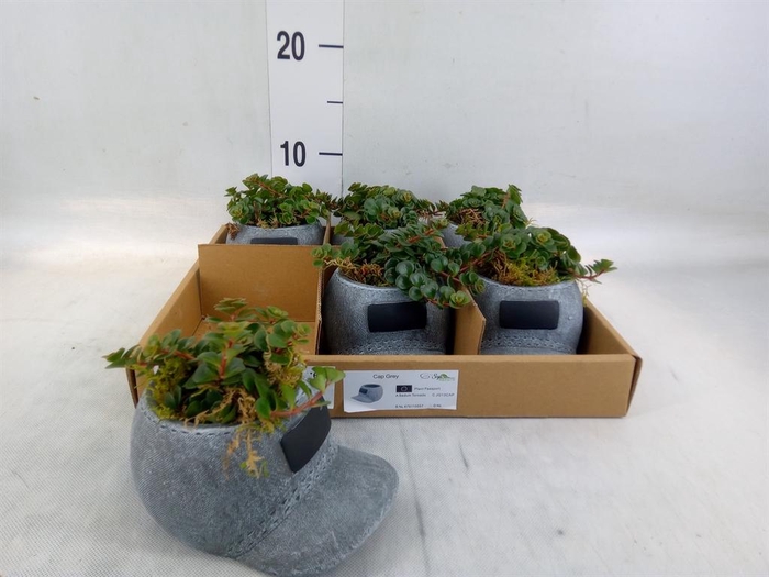 <h4>Arr. Kamerplant Groen L%</h4>