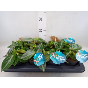 Peperomia