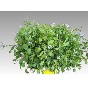 LUNARIA ANN GROENE P